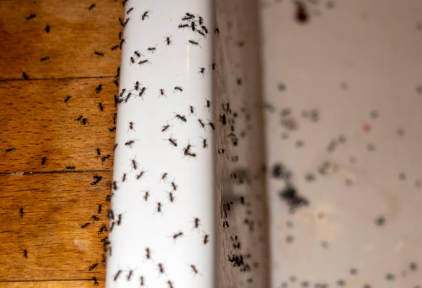 Trusted Fremont, NC Pest Control Experts